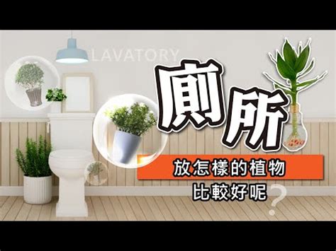 吊蘭廁所風水|廁所放什麼植物風水？化解水氣增財運秘訣公開